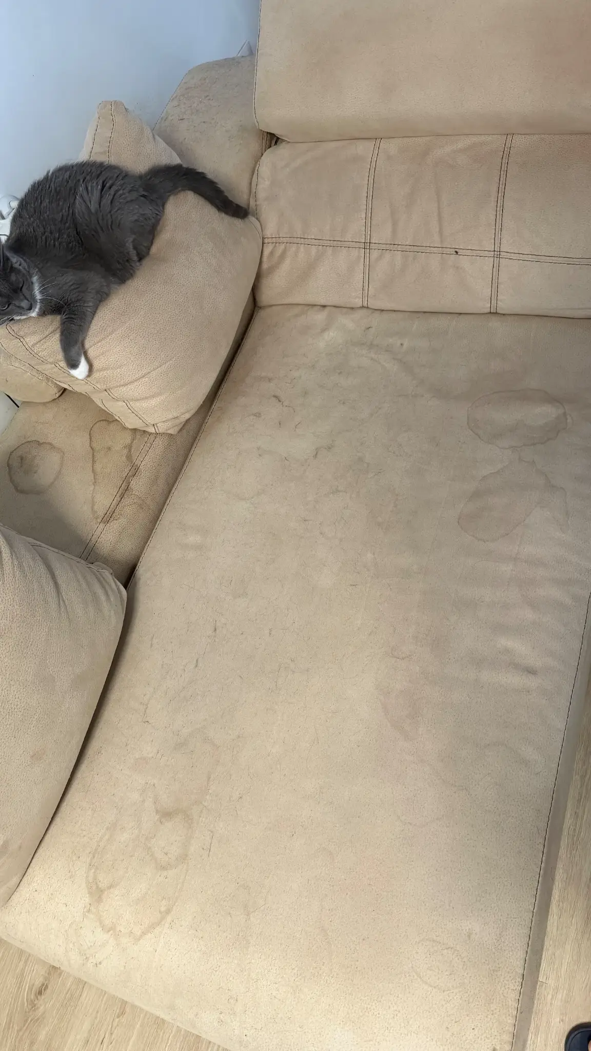 Sofá con gato, pelo y manchas antes del tratamiento de tapicería
